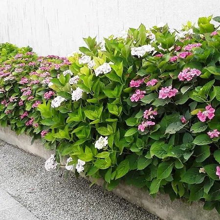 Au Paradis Des Hotes פוראס